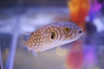swimming puffer fish in aquarium tank