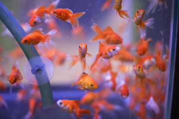 swimming colorful goldfish school in aquarium tank 