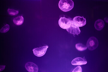 jellyfish in violet purple blue light in aquarium tank  water