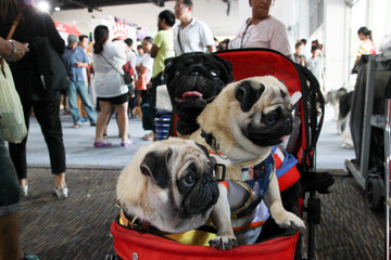 close up lovely couple of pug puppy looking up with cute face in the dog cart in pet expo hall