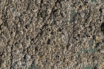 Barnacle covered rock at low tide on the beach at Ballywalter beach