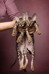 cornish rex cute small kitten on pink background