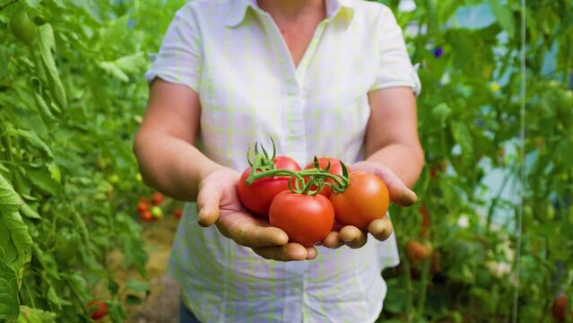 Tomato Triumph Aged Farm Business Owner Proudly Presents the Fruits of Her Labor
