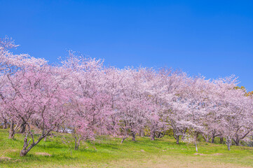 快晴の青空と満開に咲き誇る桜