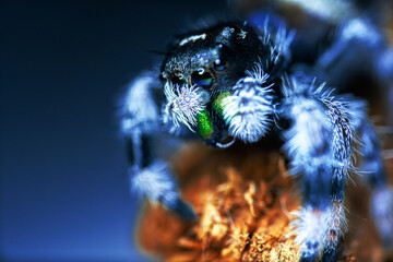 Phidippus regius jump spider, jumping spider animal arachnid group of spiders that constitute the...