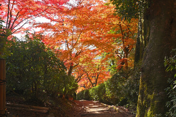 Naklejka premium 紅葉期の大興善寺「契園」
