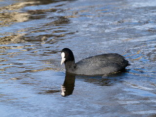 賀茂川を泳ぐオオバン
