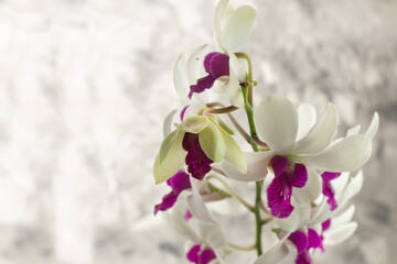 negative space,  Dendrobium Pompadour, orchid flower, ornamental plant, gray brush abstract...