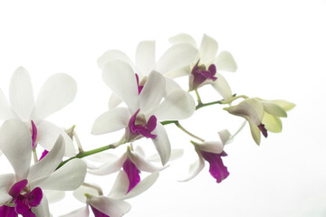 orchid flower, ornamental plant, isolated on white. selective focus