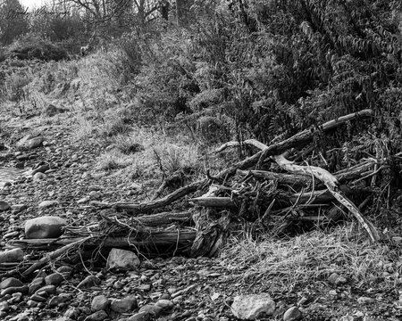 A black and white photo of drift wood and rocks on a riverbank, on a crisp fall morning.