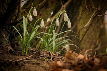 Snowdrops in a forest - the very first flowers of spring
