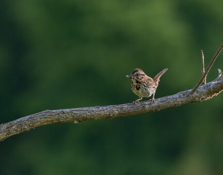 A song sparrow proudly carries its insect snack back to its nest to feed its young.