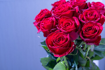 プロポーズ用の赤いバラ