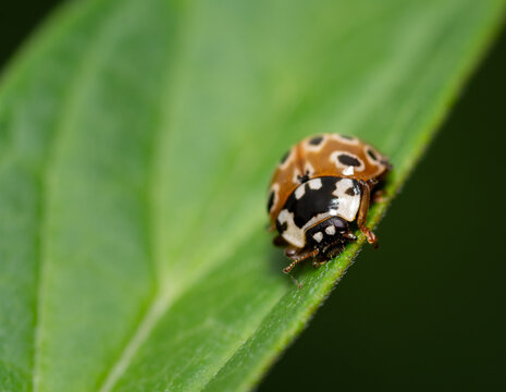 An orange Asian lady beetle sits on a leaf, looking for prey.