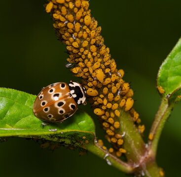 An orange Asian lady beetle snacks on some bright orange aphids