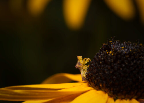 An ambush bug waits patiently for prey on top of a black eyed susan.