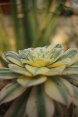 Obraz premium close up of a succulent plant