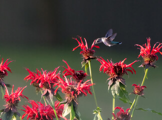 A ruby throated hummingbird enjoys feasting on some scarlet bee balm flowers.