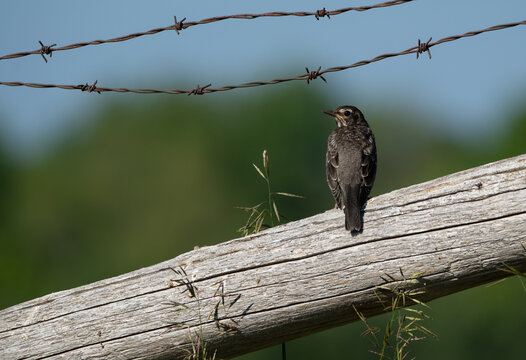 A young juvenile robin perches on a cedar fence post, enjoying the sun on a warm summer day.