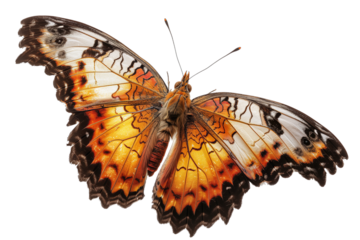 Butterfly transparent background, PNG, Flying butterfly