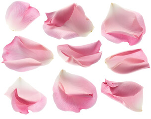ピンクの花びらセット（背景透明）