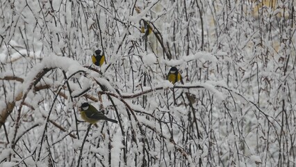 Tits on snow-covered branches.