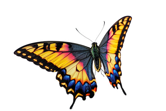 Butterfly transparent background, PNG, Flying colorful butterfly