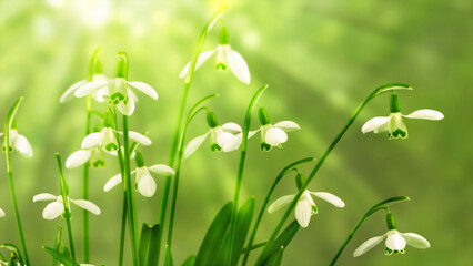 spring awakening with blooming snowdrop flowers isolated on abstract green blurred background in sunshine, macro shot of beautiful snowdrops