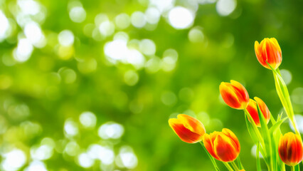 flowering tulip flowers isolated on abstract blurred bokeh light background, floral happy easter...