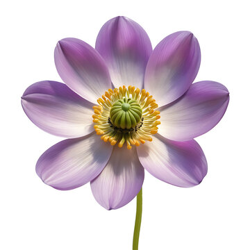 Anemone image isolated on a transparent background PNG photo