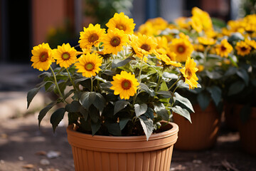 Sunflower In Flower Pots In The Front yard