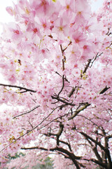 目の前に迫る美しい河津桜