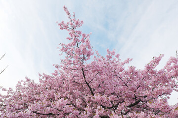 満開の河津桜の風景