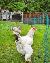 range chickens in farm