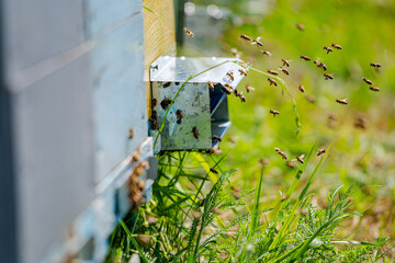Bees flying around the hive in the summer
