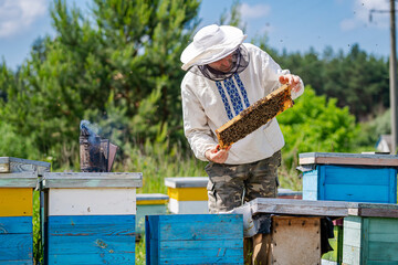 Beekeeper is working with bees and beehives on the apiary.