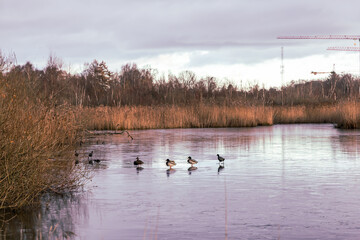 Ducks on the ice of a lake pond in late autumn.