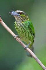 Green-eared Barbet Bird (Megalaima faiostricta) from Thailand