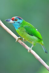 Blue-throated Barbet Bird (Megalaima asiatica) from Thailand