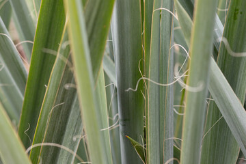 Close up view of green yucca leaves with threads in the garden.