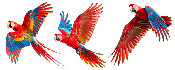 Collection of three birds, flying macaw parrots set. Red, blue and blue-and-yellow.