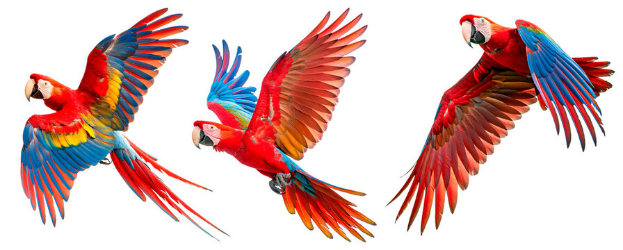 Collection of three birds, flying macaw parrots set. Red, blue and blue-and-yellow.