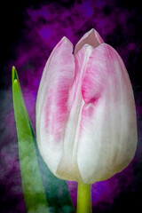 Close-up of a Vibrant Tulip Bud Ready to Bloom