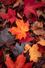 Naklejka na ściany i meble Autumn's Tapestry: A Vibrant Close-Up of Fallen Leaves, Nature's Beauty, Fall Foliage, Aerial View