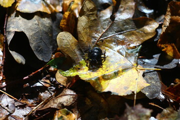 leaf on a rock
