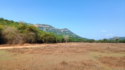 Fototapeta premium landscape with trees