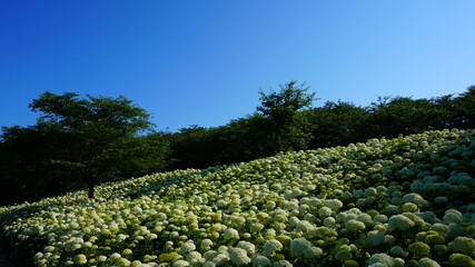 権現堂のアジサイ
