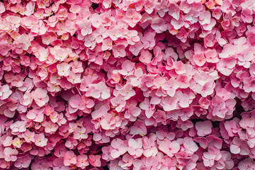 Pink hyndrangea flowers background.