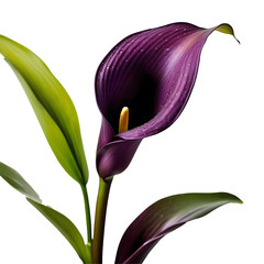 Calla Lily image isolated on a transparent background PNG photo