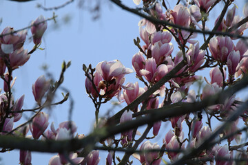 pink magnolia blossom
